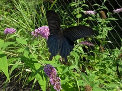 Papilio demetrius