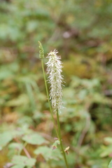 Sanguisorba stipulata
