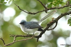 Elminia albicauda