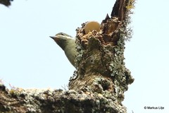 Pogoniulus leucomystax