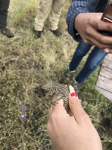 iNaturalist observation photo of Western Whiptail