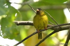 Linurgus olivaceus