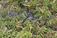 Somatochlora albicincta