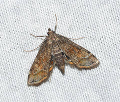 Parapoynx obscuralis
