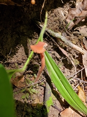 Laccaria trichodermophora