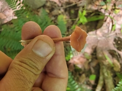 Laccaria trichodermophora