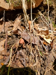 Laccaria trichodermophora