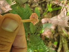 Laccaria trichodermophora