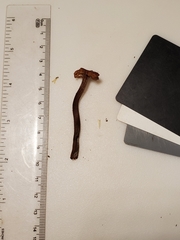 Laccaria trichodermophora