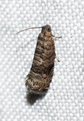 Grapholita packardi
