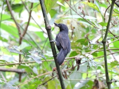 Clytoctantes alixii