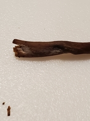 Laccaria trichodermophora