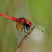 Scarlet Pygmy - Photo (c) Weiting Liu, some rights reserved (CC BY-NC-SA)