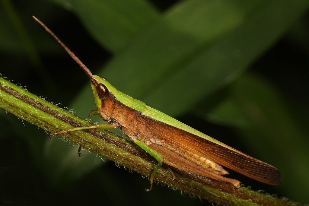 Clipped-Wing Grasshopper