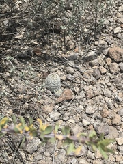 Escobaria dasyacantha