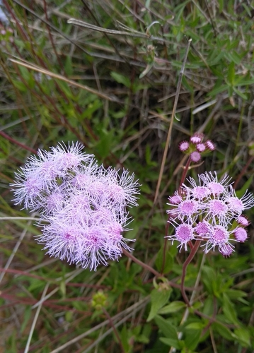 Image of Ageratum corymbosum by (c) abrahambio, some rights reserved (CC BY-SA)