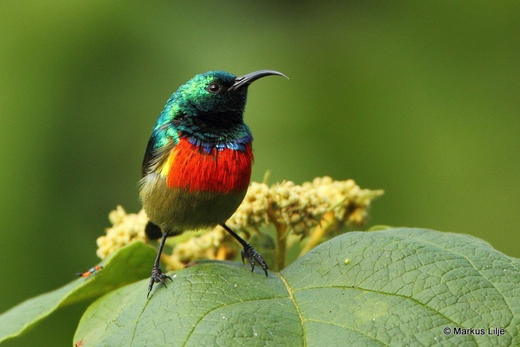 Eastern Double-collared Sunbird photo