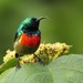 Eastern Double-collared Sunbird - Photo (c) markus lilje, some rights reserved (CC BY-NC-ND), uploaded by markus lilje