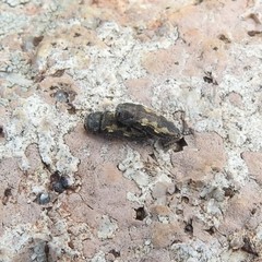 Acmaeodera parkeri