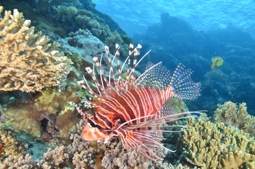 Spotfin Lionfish — seen at this dive site