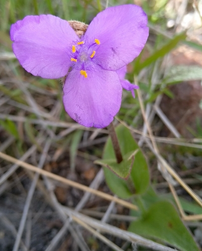 Image of Tradescantia crassifolia by (c) abrahambio, some rights reserved (CC BY-SA)