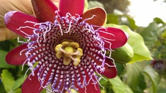 Passiflora alata