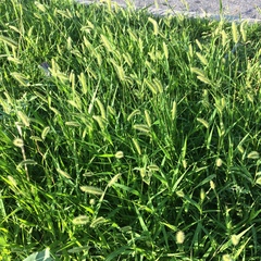 Setaria viridis