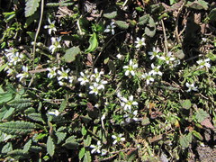 Cherleria biflora