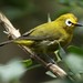 Broad-ringed White-Eye - Photo (c) markus lilje, some rights reserved (CC BY-NC-ND), uploaded by markus lilje