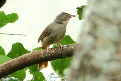 Phyllastrephus fulviventris