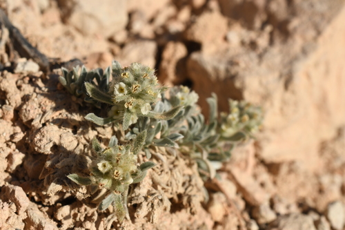 Yellow-white Cryptantha (Oreocarya ochroleuca)