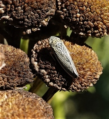 Graphocephala confluens