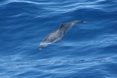 Stenella frontalis