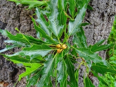 Quercus canbyi