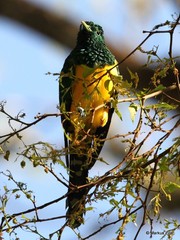 Chrysococcyx cupreus