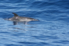 Stenella frontalis