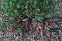 Astragalus megacarpus