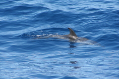 Stenella frontalis