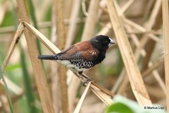 Spermestes bicolor nigriceps