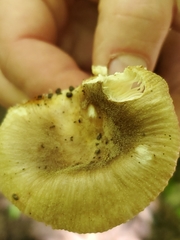 Russula pulverulenta
