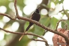 Nectarinia kilimensis