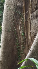 Bignonieae