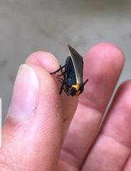Cisseps fulvicollis