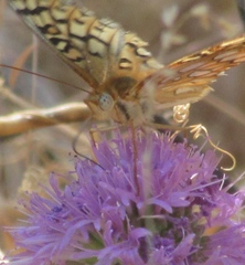 Speyeria callippe comstocki