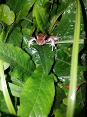 Craugastor crassidigitus