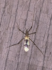 Erioptera venusta