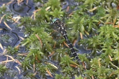 Somatochlora albicincta