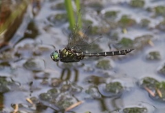 Somatochlora albicincta
