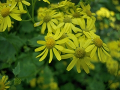 Sinosenecio oldhamianus