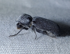Apatides fortis